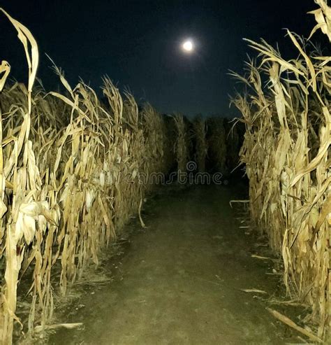 Corn Maze Night Stock Photos Free And Royalty Free Stock Photos From