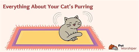 Why Do Cats Purr Everything You Need To Know Petworshiper