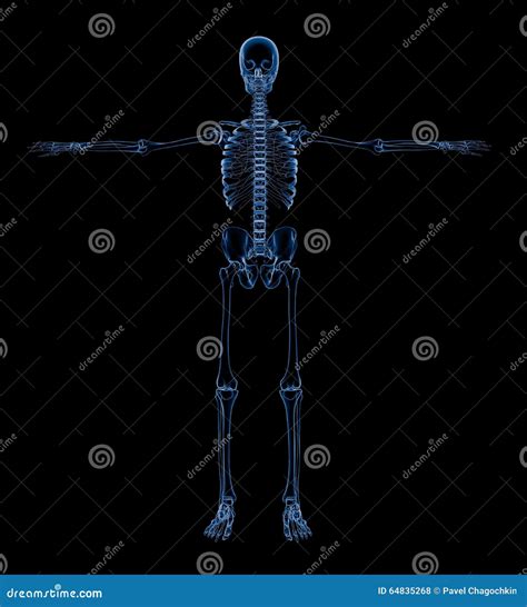 X Ray Skeleton Skelet Body Anatomy Concept 3d Render Stock Photo