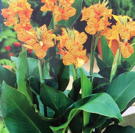 3 PISCASSO CANNA LILY Rhizome Bulbs Buttery Yellow Blooms With Orange