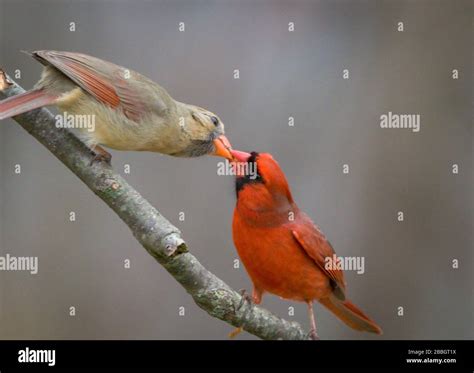 Northern Cardinal Pair Cardinalis Cardinalis Male Feeding Female Mate