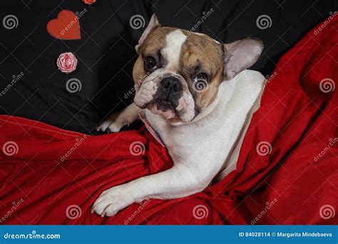 Valentine`s Day French Bulldog Stock Photo Image Of Beautiful Sign