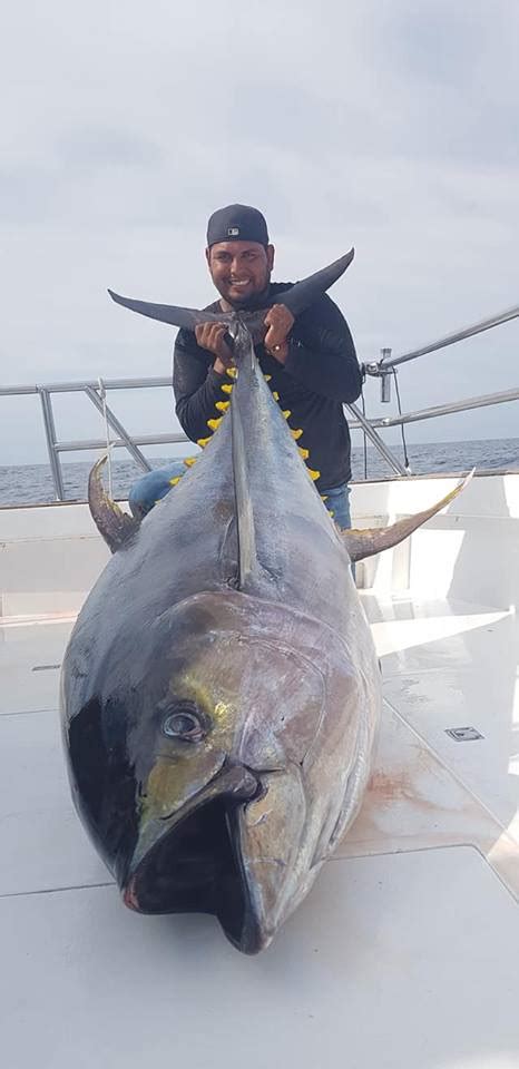 Angler Catches Potential 450 Pound World Record Yellowfin Tuna With