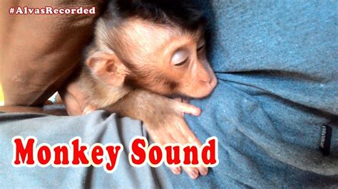 Listen Monkey Sounds Before Sleeping Youtube