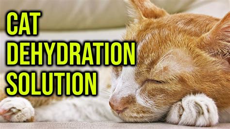 how to avoid solve cat dehydration problem all cats youtube