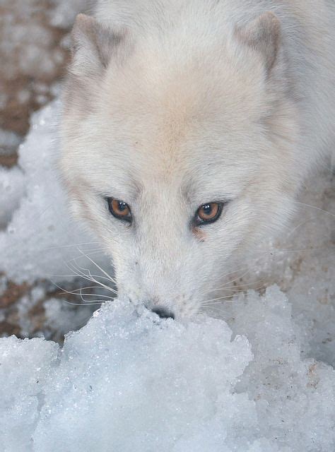 Snow White By Ion Moe Arctic Fox Animals Animals Beautiful