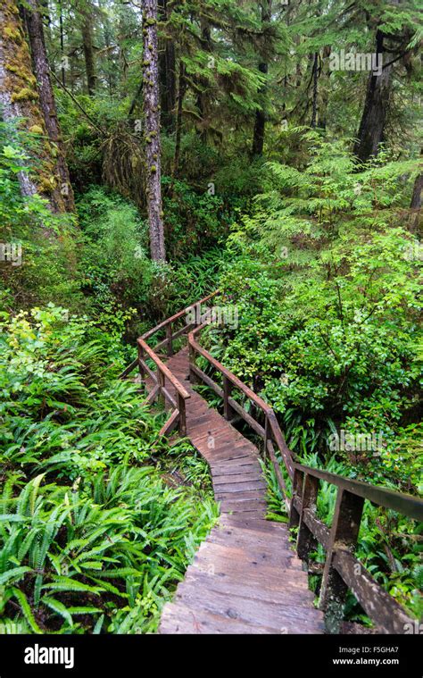 Boardwalk Rainforest Trail Pacific Rim National Park Vancouver