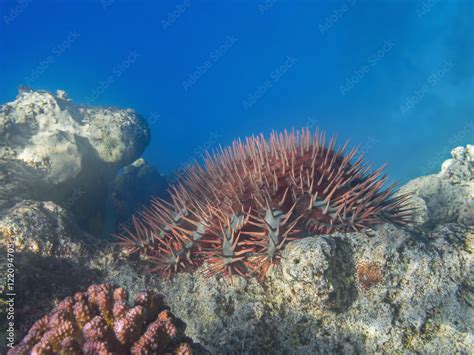 Crown Of Thorns Sea Star Acanthaster Planci Feeding Coral Reef Stock