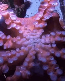 Octopus Beak GIF Octopus Beak Cephelopods Discover Share GIFs