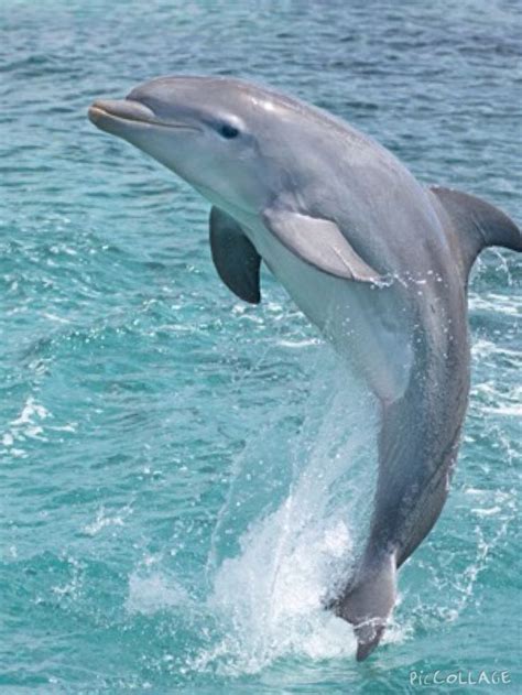 A Baby Dolphin Soaring Out Of The Water Animals Marine Animals Baby