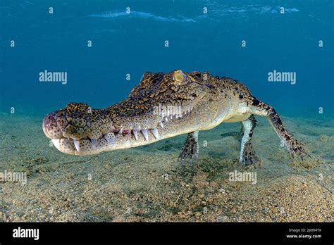 Salzwasserkrokodil Crocodylus Porosus Kimbe Bay West New Britain