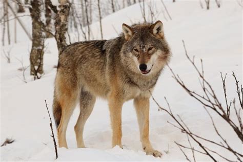 Die 5 Größten Wölfe Der Welt Rekord Tiere