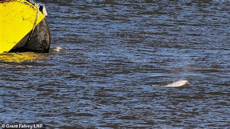Fears For Benny The Beluga Whale As It Heads Further Up The Thames I Know All News