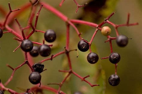 7 Most Poisonous Berries With Photos And Descriptions Caloriebee