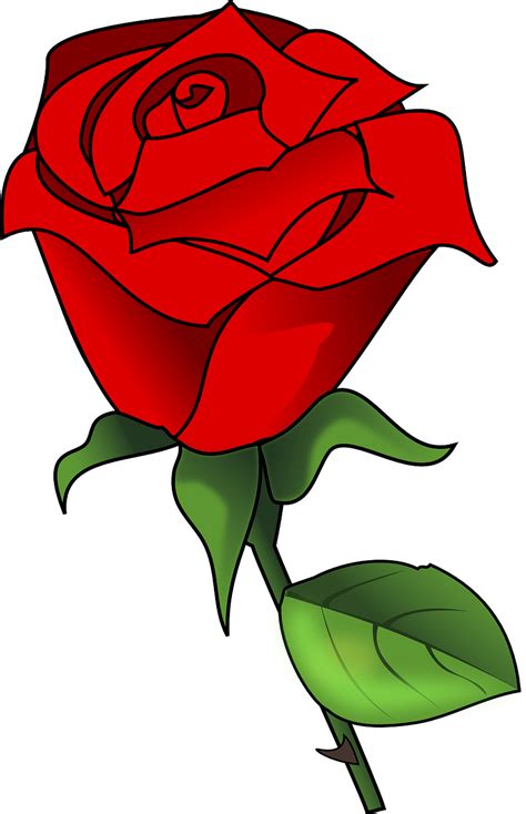 40000 Free Rose Flower And Rose Images Pixabay