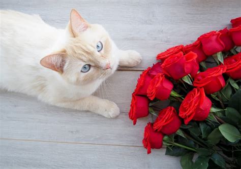 While not directly toxic, their seeds are barbed and can lodge in. 10 Flowers That Are Poisonous to Cats | Great Pet Care