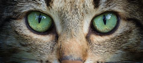 8 Most Common Cat Eye Colors Facts Details And Cat Breeds
