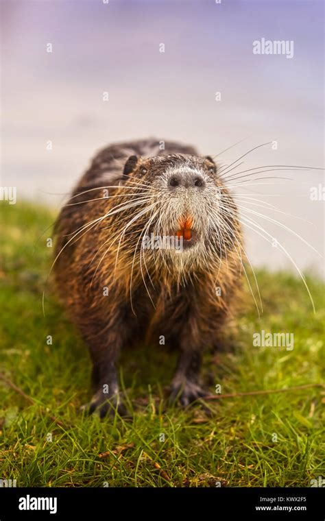 Eurasian Beaver On Grass Looking At Camera Stock Photo Alamy