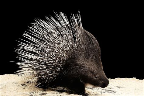 Porcupine Facts Animals Of The World Worldatlas