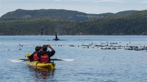 Whale Watching On Canadas West Coast Intrepid Travel Blog