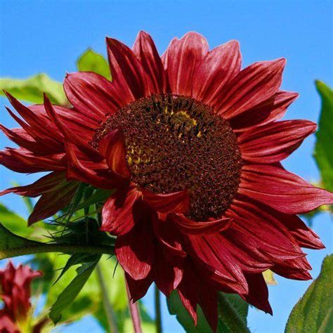 Red Sun Sunflowerbeautiful Types Of Sunflowers Planting Sunflowers