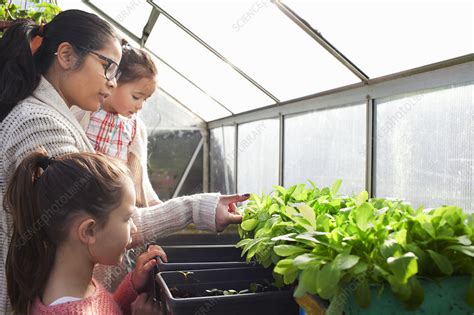 Mother And Daughters In Greenhouse Stock Image F009 9179 Science Photo Library