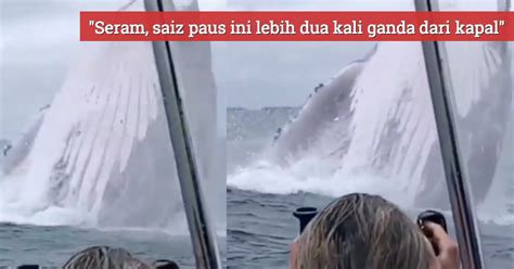 He's a whale of a whale. (Video) Paling Epik, Momen Ikan Paus Humpback Melompat ...