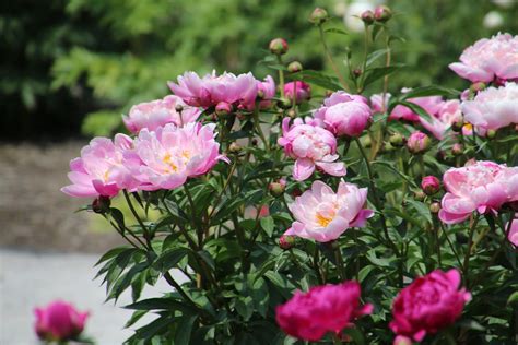 Beautiful Blooms At The Peony Gardens Nichols Arboretum Flickr