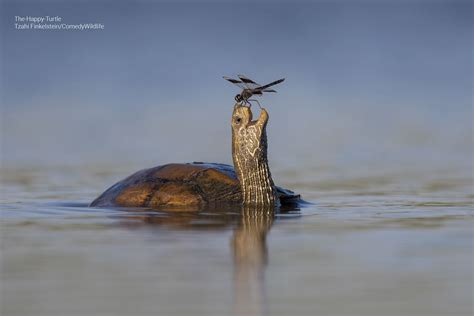 Finalists Announced In The Comedy Wildlife Photography Awards 2023