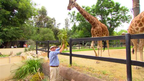 All 41 songs from the we bought a zoo movie soundtrack, with scene descriptions. Adelaide Zoo: Keeper for a day program | Better Homes and ...