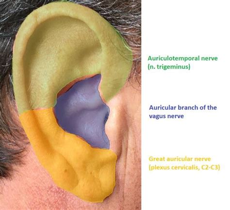 The Sensory Innervation Of The Auricle Download Scientific Diagram