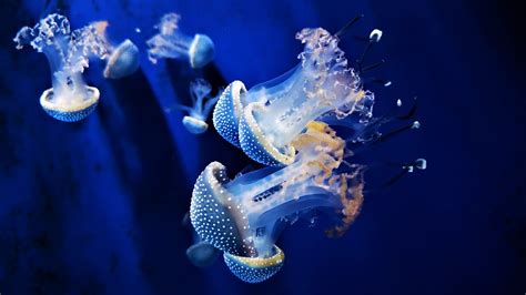 Jellyfish Aquarium Relax Screensaver Calm Nature FullHD