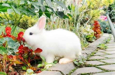 How Much Do Dwarf Bunnies Cost Price Chart 2023