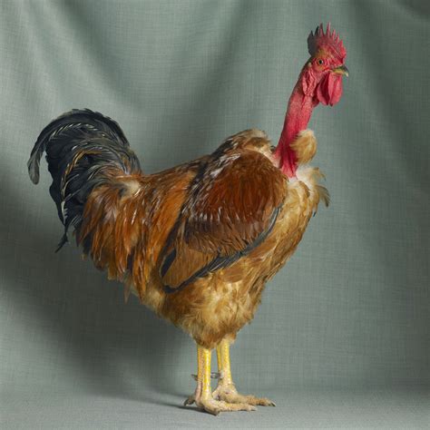 Roosters Images F1 Olive Egger Chick Available Now Nawpic