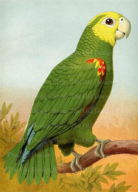 Parrot Illustration Digital Download Commercial Use  Image Etsy In