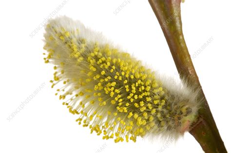 Pussy Willow Catkin Uk Stock Image C0417626 Science Photo Library