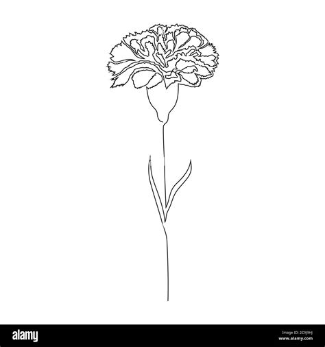 Carnation Flower On White Stock Vector Image And Art Alamy