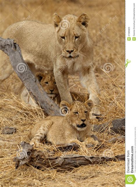 African Lioness With Cubs Stock Photos Image 27385823
