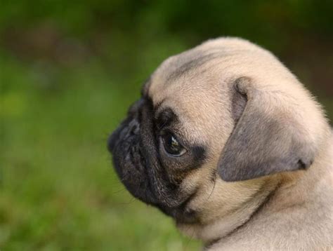1000 Images About Pug Wallpaper Screensaver On Pinterest A Pug Puppys And Brindle Pug