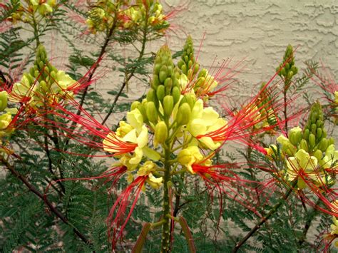 Caesalpinia Gilliesii 10 Seeds Dwarf Shrub Tree Yellow Bird Of Parad