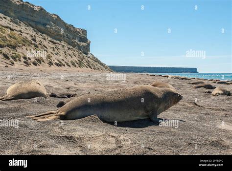 Elephant Seal Peninsula Valdes Patagonia Argentina Stock Photo Alamy