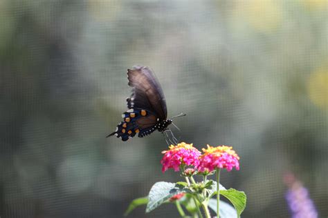 2592x1728 Bugs Butterflies Butterfly Butterfly On A Flower