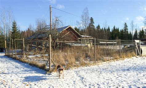Nedan 👇 kan du se filmen om symptom på kvarka. Fågelinfluensa är ett elände för alla höns