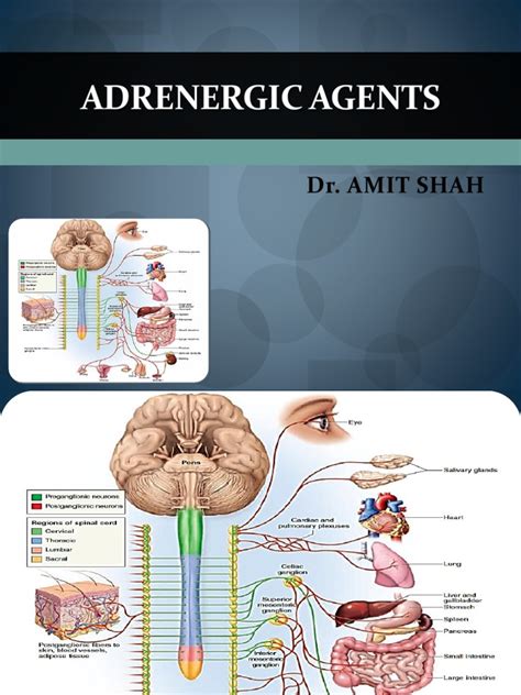 Adrenergic Agents Pdf Norepinephrine Stimulant