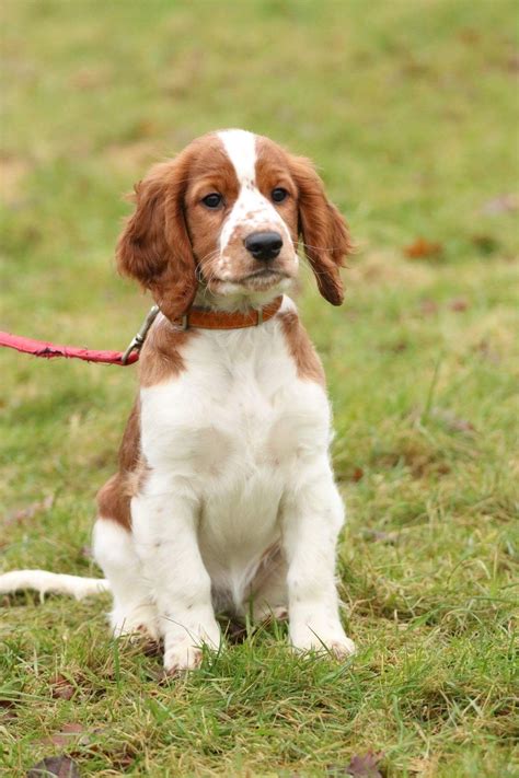 Welsh Springer Spaniel - Dog Breed history and some interesting facts