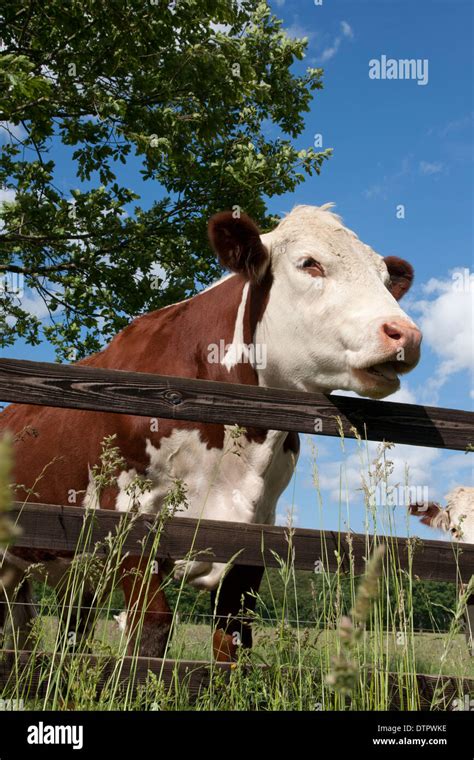 Cow Looking Over Fence Hi Res Stock Photography And Images Alamy