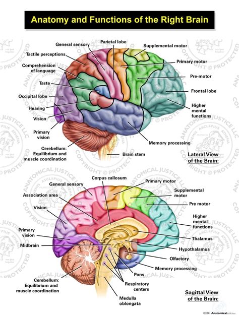 Brain Parts And Functions Yasemins Extended Project Understanding