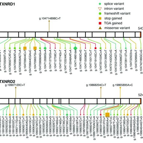 Pathogenic Variants And Protein Truncating Variants In Gpx4 Location