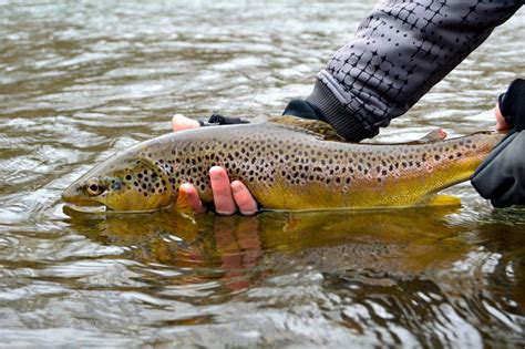 South Holston River Float Trip With Brown Trout Fly Fishing Sugar
