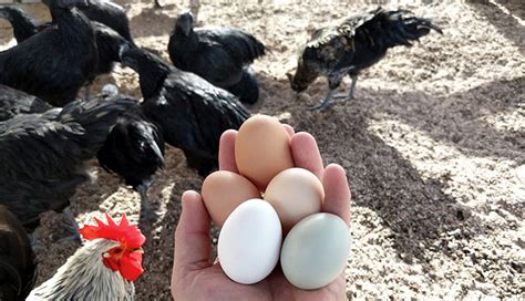 black chicken eggs myths busted chicken fans